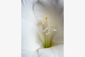 Gladiole
