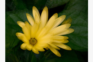 Kapkörbchen