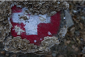 Die Schweiz versinkt Die Schweiz versinkt