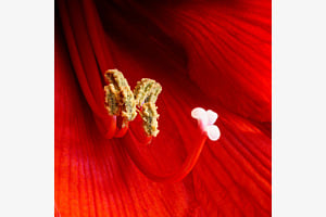 Amaryllis
