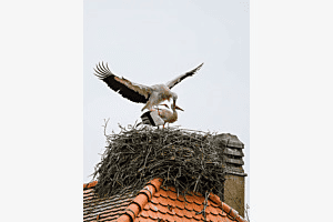 Frühlingsgefühle