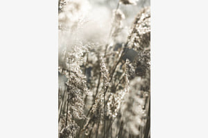 Gras