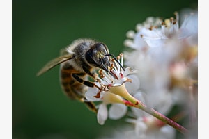 Honigbiene beim Mahl auf einer Photinia