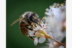 Portrait einer Honigbiene beim Mahl auf einer Photinia
