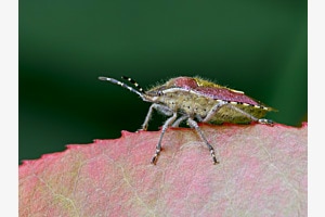 Beerenwanze, auch als Stinkwanze oder - käfer bekannt