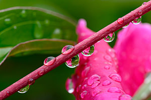 Nach dem Regen 1