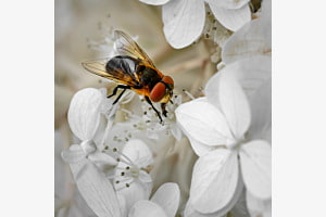 Just a fly ...