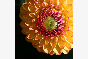 Das Auge der Dahlie
