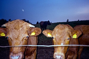 La colline a des yeux La colline a des yeux