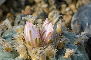 Kaktusblüte in der Abendsonne