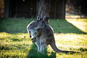 Känguru mit Kind im Beutel Känguru mit Kind im Beutel