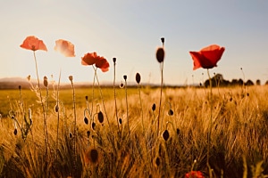 Poppies Sunset