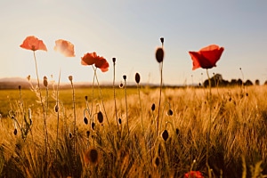 Love Spring