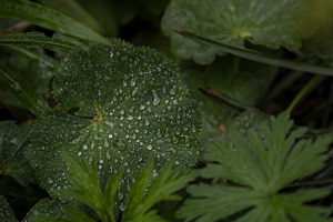 Regen