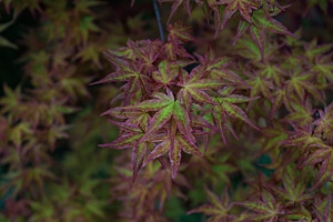 Die Farben der Natur