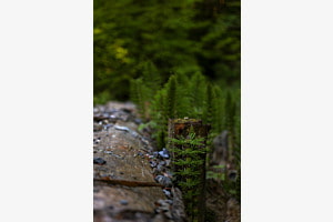 Kleiner Wald