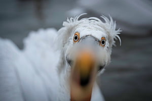 Neugierig Neugierig