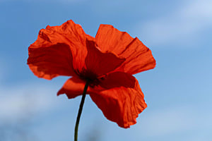 Mohn in voller Blüte