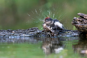 Buntspecht beim baden