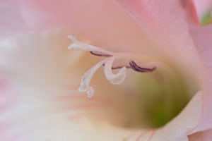 Gladiole Innenleben