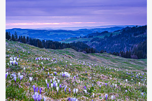 Krokusse im Emmental