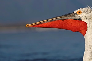 Pelikan 1 Pelikan 1