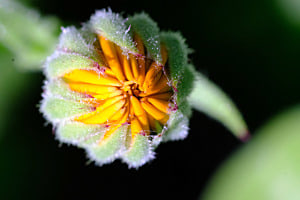 Blume Blume