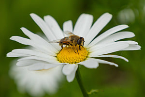 Sommer Sommer