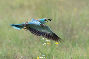 Blauracke im Flug Blauracke im Flug