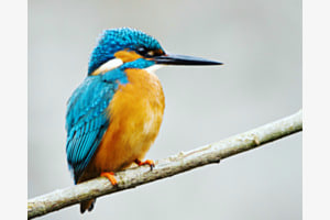 Eisvogel