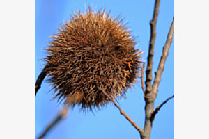 Wunder der Natur