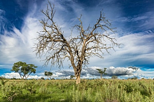 Baum