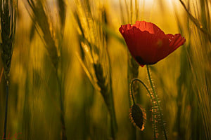 Mohnblume Mohnblume