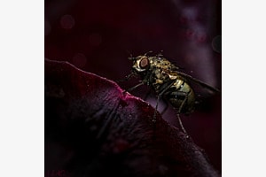 Fliege