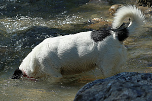 Einmal Kopf unter Wasser