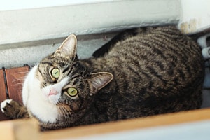 Verstecken spielen