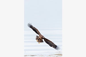 Seeadler
