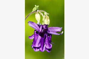 mir unbekannte lila Glockenblume