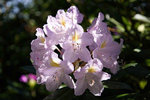 Rhododendron