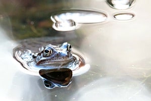 Reflets d’étang 