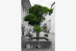 Brunnen in Erlach