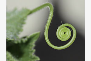 Spirale