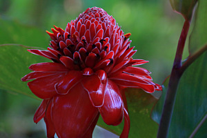 Fackel-Ingwer bzw. Ingwerblume, Rote Ingwerlilie, Fackellilie, Wilder Ingwer, oder Philippinische Wachsblume (Etlingera elatior (Jack) R.M.Sm, Zingiberaceae)