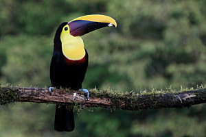 Tukan