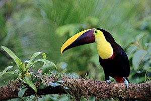 Tukan