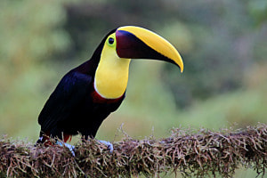 Tukan