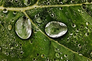 Wassertropfen
