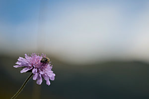 Bee