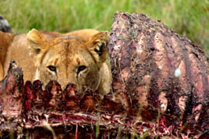 Lunch