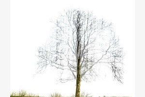 Nebel morgen 
